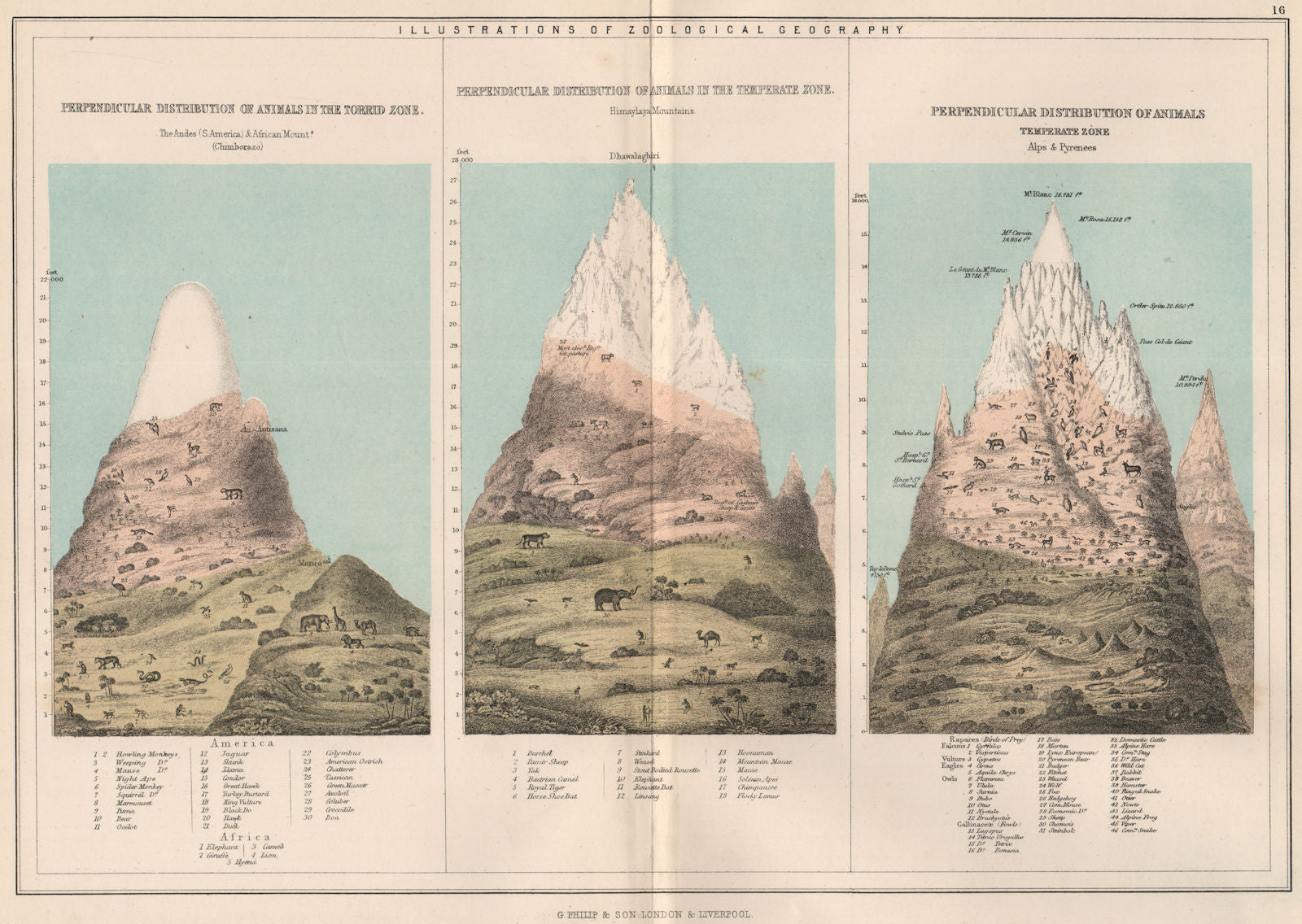 VERTICAL ANIMAL DISTRIBUTION. Andes;Chimborazo;Himalayas;Alps;Pyrenees 1886 map